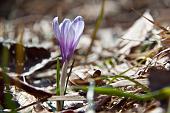 22_Crocus bicolore